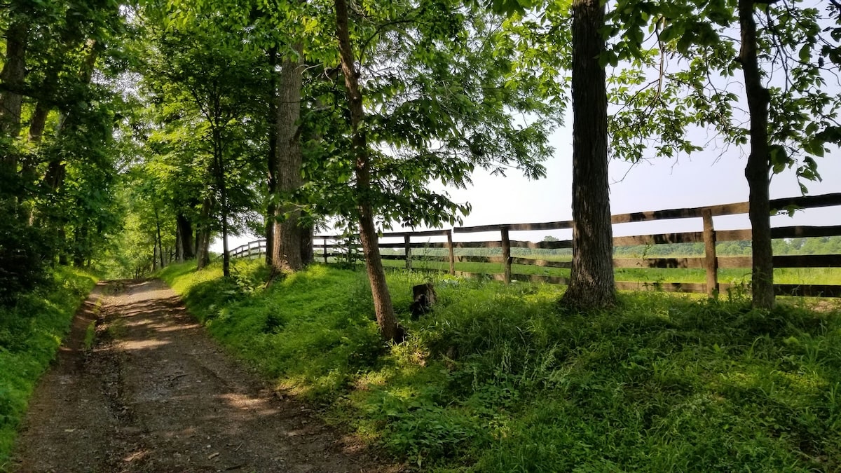A dirt path winding through a lush green forest, bordered by a wooden fence with open fields visible on the right side and tall trees providing shade.
