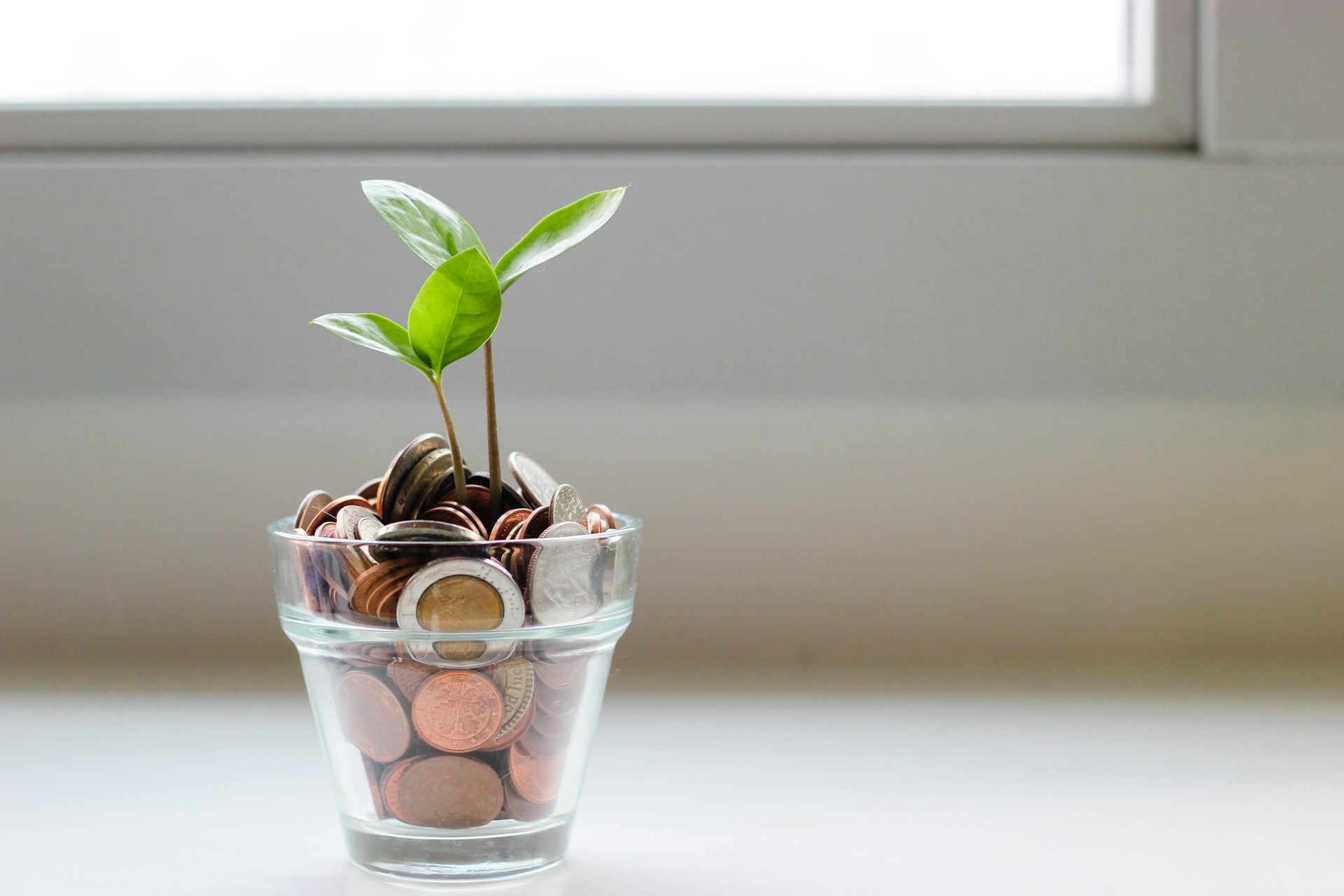 Green plant in clear glass cup with money inside