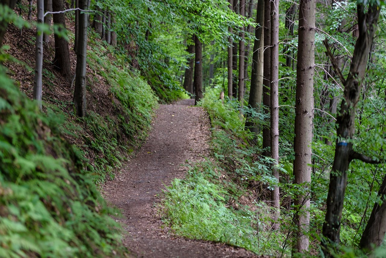 A dirt hiking trail runs along a narrow green path surrounded by lush trees
